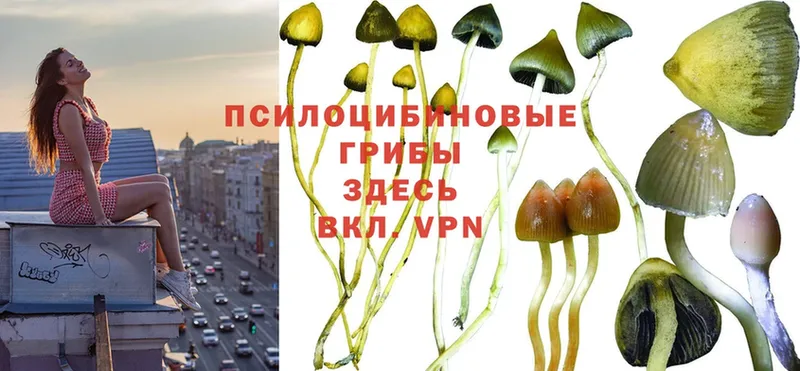 сколько стоит  Чебаркуль  Галлюциногенные грибы Psilocybine cubensis 